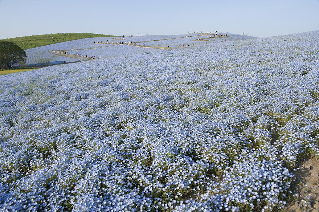 Beauty of Hitachi Seaside Park