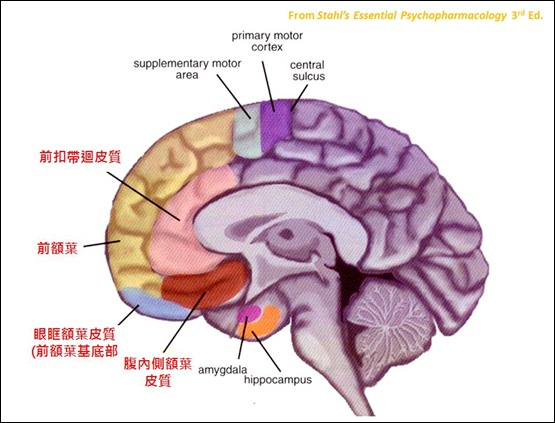 前額葉圖解2