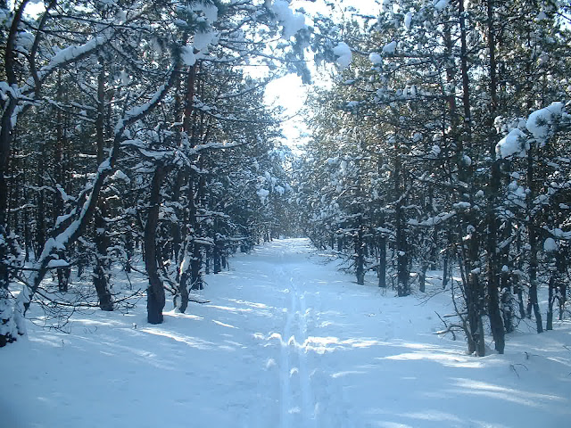 Kujutis