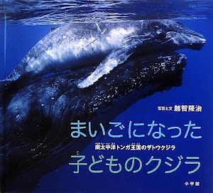 まいごになった子どものクジラ: 南太平洋トンガ王国のザトウクジラ (小学館の図鑑NEOの科学絵本)