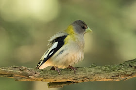 Female Evening Grosbeak - Hartwick Pines, Michigan, USA