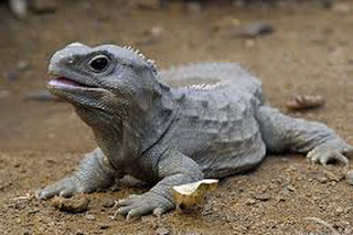 tuatara