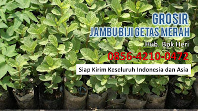 Supplier Jambu Biji Merah, Jual Grosir Jambu Biji Merah, Distributor Buah Jambu Biji.JPG