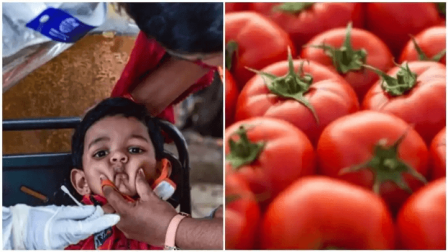 Tomato Fever (टोमैटो फीवर)