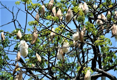 Gerak Higroskopis: Pengertian, Contoh, Gambar Apa yang dimaksud dengan gerak higroskopis Gerak Higroskopis: Pengertian, Contoh, Gambar