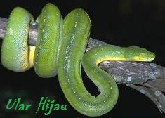  Ular Hijau  Green Snake Foto Alam Mentari