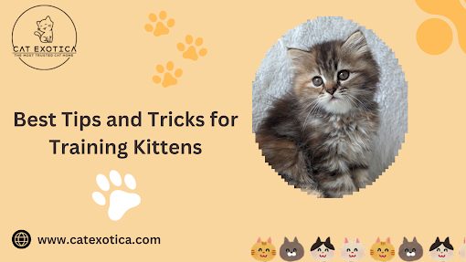 Buy Cats and Kittens for Sale in Bangalore