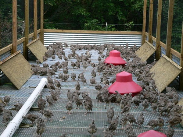 Quail Raising Pens