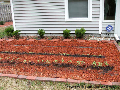 Sunflower Seedlings and Seeds Planted in the Ground April 3, 2013