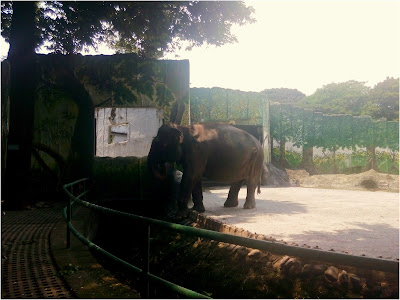 Maali Elephant
