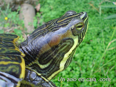 Híbrido de Trachemys scripta elegans con Trachemys scripta scripta