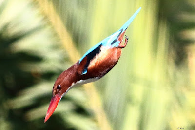 "White-throated Kingfisher - Halcyon smyrnensis, resident diving for prey in the stream below."
