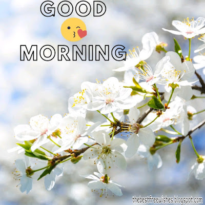 Good-Morning-Images-With-Flowers