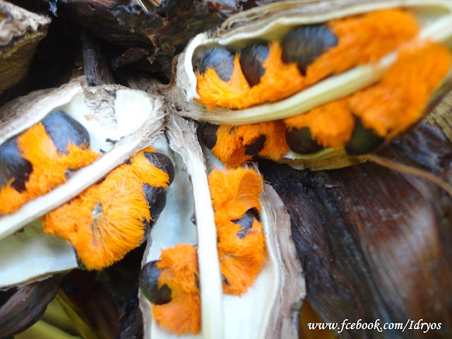 Cennetkuşu çiçeği tohumu ,Bird of Paradise graines de fleurs , Bird of Paradise flower seeds