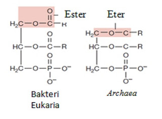  contohnya basil yang hidup di air panas Pintar Pelajaran Archaebacteria (Archaea) : Pengertian, Ciri-ciri, Struktur Sel, Contoh