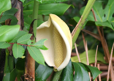 White flower of the Swiss Cheese plant - Monstera deliciosa