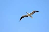 Red-footed Booby in flight over Half Moon Caye, Belize – photo by Eowes