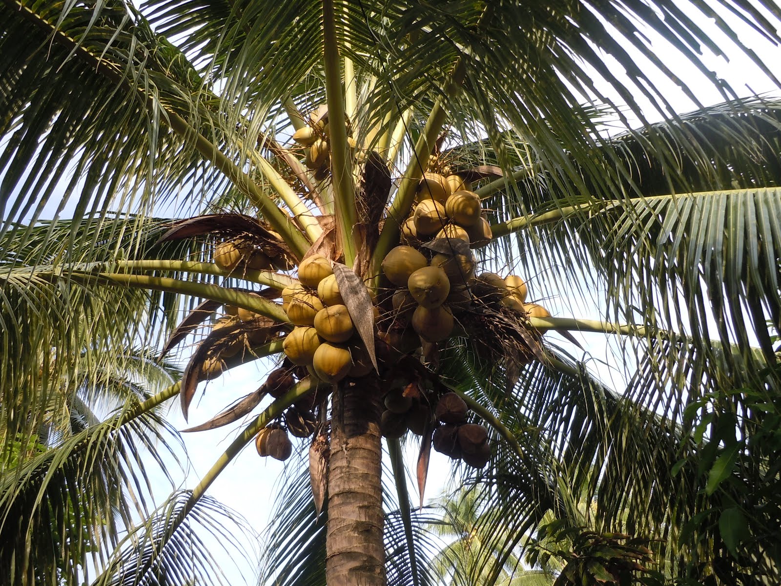  Tanaman Kelapa  Matag