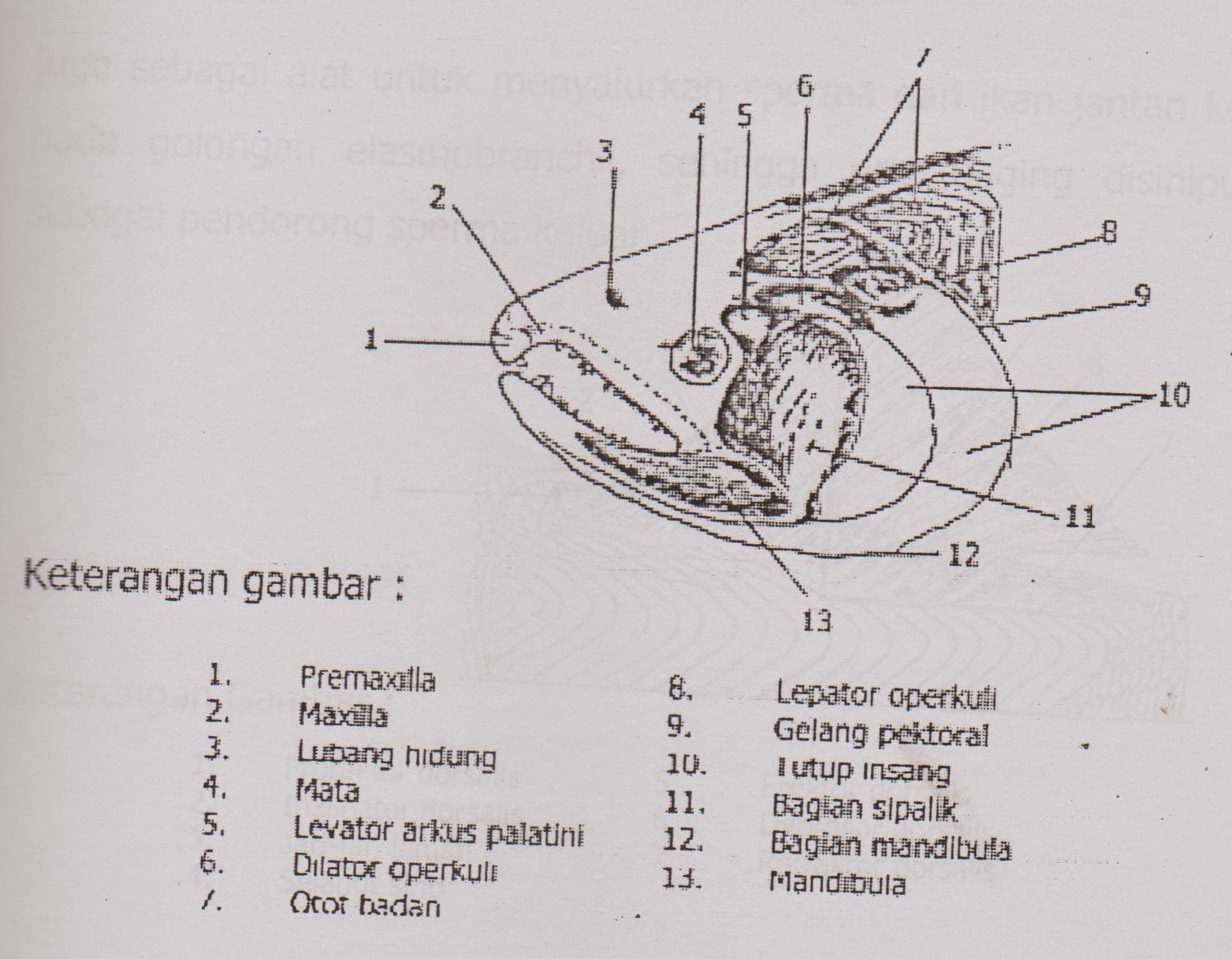 Sistem Urat Daging Pada Ikan  Kagaku Pesca