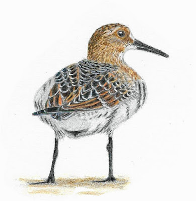 Baird's Sandpiper colored pencil painting by Greg Gillson.