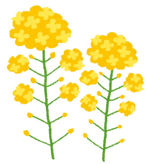 菜の花のイラスト かわいいフリー素材集 いらすとや