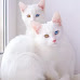 10 Adorable Photos Of Albino Cats