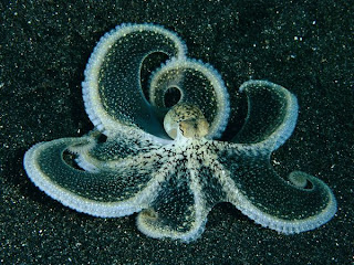 Mimic Octopus