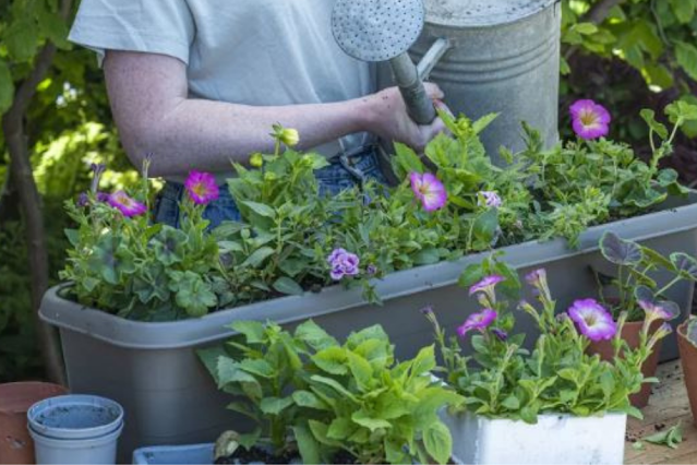 How To Plant a window Box