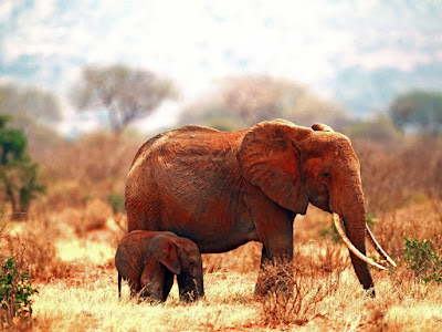 foto de elefante y sus descendencia  