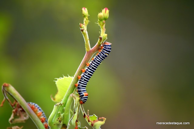 Natureza em destaque: Lagarta listrada de cabeça vermelha