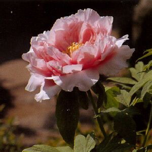 Пион 'Hanakisoi' / Пион 'Ханакисои' (Paeonia 'Hanakisoi')