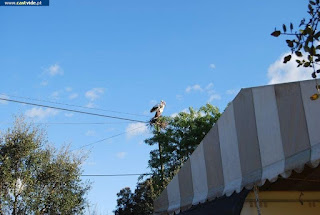 GERAL PHOTOS, STORK / Cegonha - Barragem de Póvoa e Meadas, Castelo de Vide, Portugal