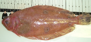 Fourspot Flounder (Paralichthys oblongus)
