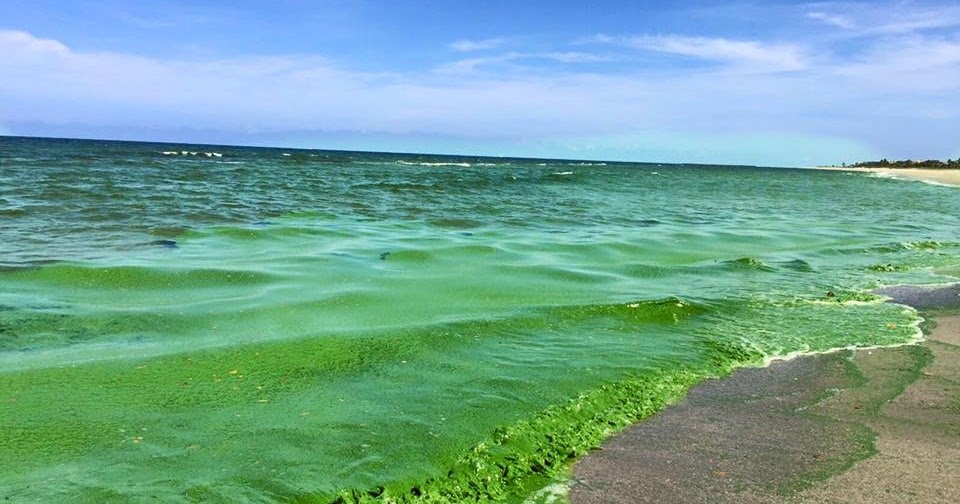 Miami water quality