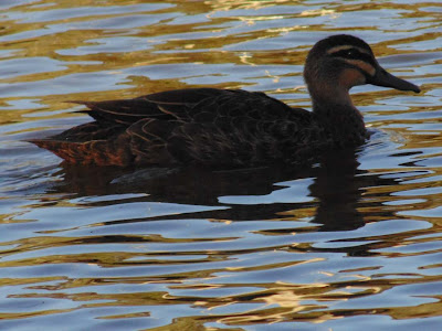 image of goose swimming in a lake