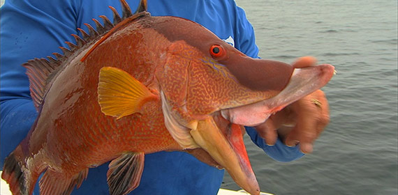 Tampa Bay Hog Snapper