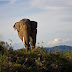 Pesona Keindahan Barumun Nagari Wildlife Sanctuary