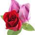 Awesome Beautiful New Roses For Adobphoto Shop