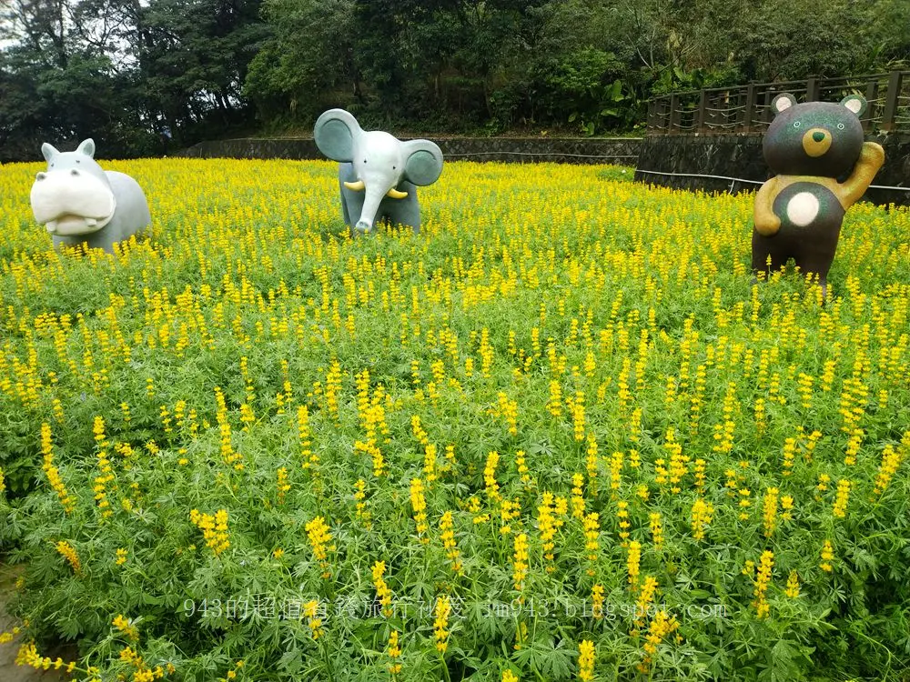 台北市 花海 貓空 纜車 樟樹步道 魯冰花 賞花 花季 鐵觀音 包種茶葉 紅豆麻糬DIY 體驗 交通懶人包 木柵 旅遊 景點