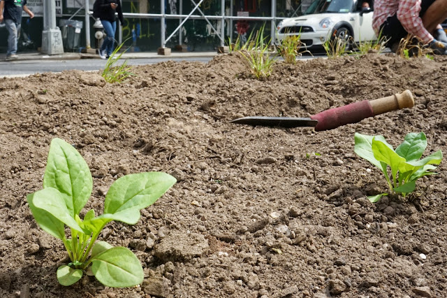 New York Urban Gardening 