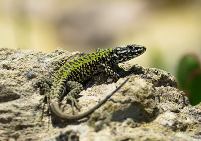 Wall Lizard - Ventnor Botanic Garden