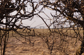 Walking near Burnham Market at Creake Abbey