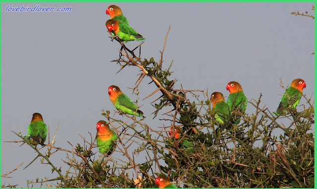 Tips Memilih Lovebird untuk Lomba dan Breeding