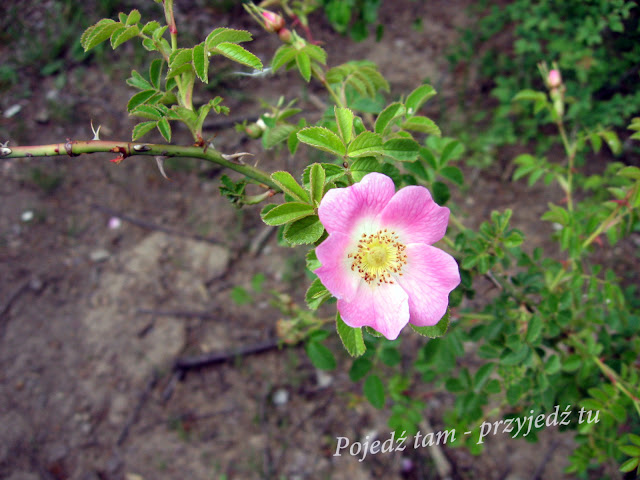 Góry Pieprzowe w Sandomierzu - dzika róża wiosną
