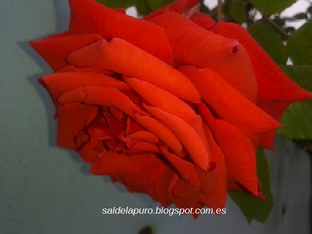 rosa-roja-silvestre-asturias