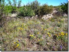 Sutherlin Trail Catalina St Pk 085