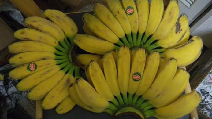 22 Jenis Pisang  Di Indonesia Beserta Gambarnya Pecinta Buah 