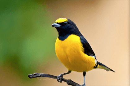 7 Cara membuat Burung cepat Berkicau