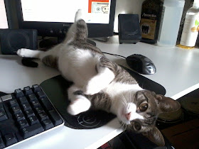 funny cat pictures, kitten and computer