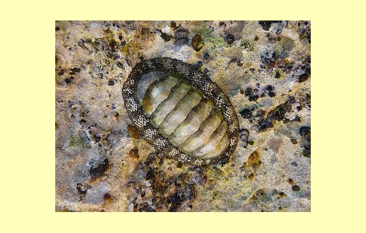  Mollusca  Pengertian Ciri  Struktur Tubuh Klasifikasi 